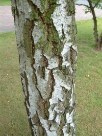 Bark of Silver Birch