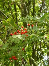 Branch of Rowan showing leaves and berries