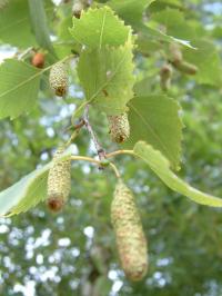 Close up of female catkins of Silver Birch, Betula pendula