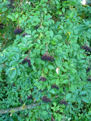 7) Elder, Sambucus nigra