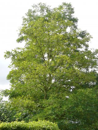 5) False acacia, Robinia pseudoacacia