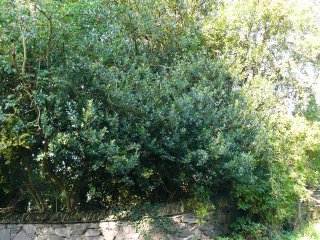 4) Holly, Ilex aquifolium