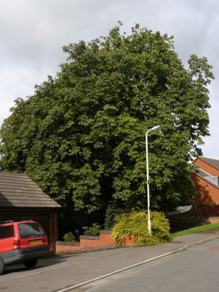 6) Horse Chestnut   Aesculus hippocastanum