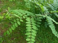 Leaves of False Acacia, Robinia pseudoacacia