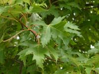 Leaves of the Norway Maple, Acer platanoides