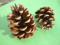 Pine cones of the scots pine