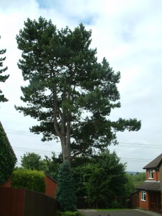 3) Scots pine, Pinus sylvestris