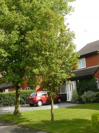 7) Rowan, Mountain Ash or Sorbus aucuparia