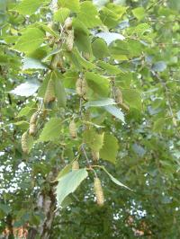 Silver birch, Betula pendula; showing leaves and female catkins (fruits). Each catkin contains hundreds of tiny winged seeds.
