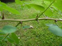 Thorns of False acacia, Robinia pseudoacacia