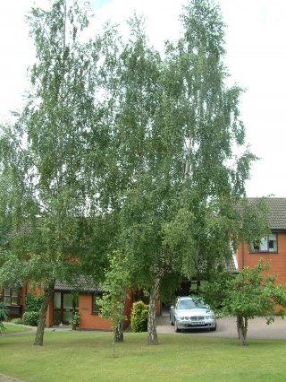 2) Three silver birch trees, Betula pendula