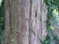 Trunk of Yew Taxus baccata showing appearance of its bark