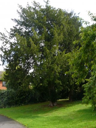 4) Yew tree  Taxus baccata