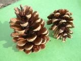 Pine cones of the Scots Pine