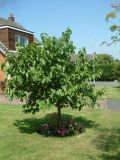 Mulberry tree, Morus