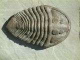 Trilobite