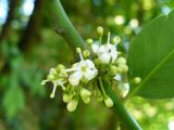 The flower of the Holly