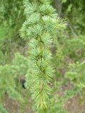 Cedrus libani, Cedar of Lebanon, showing detail of foliage