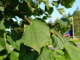 Leaves of the Lime tree, Tilia