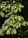 Branches of Horse Chestnut, Aesculus hippocastanum