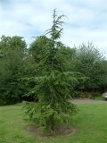 Cedrus libani,  the Cedar of Lebanon