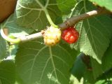 Ripening fruits of the black mulberry