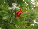 Fruits and leaves of the Swedish Whitebeam