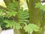 Rowan leaves and trunk