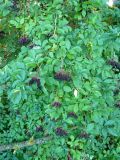 Elder, Sambucus nigra