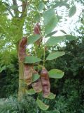 Pea-like pods of False Acacia, Robinia pseudoacacia