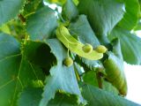 Fruits of the Lime Tree, Tilia