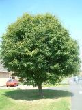 Swedish Whitebeam, Sorbus intermedia