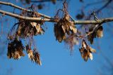 Sycamore wings still clinging to tree