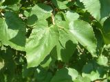 Leaves of the Black Mulberry, Morus