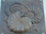 Three ammonites