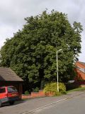 Horse Chestnut   Aesculus hippocastanum