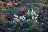 Snowdrop