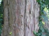 Trunk of Yew Taxus baccata 