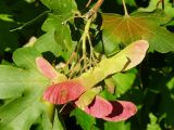 Field maple fruit