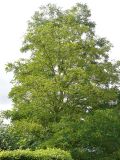 False acacia, Robinia pseudoacacia