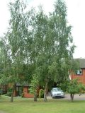 Three silver birch trees, Betula pendula