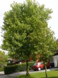 Norway Maple, Acer platanoides