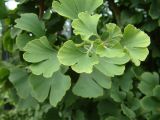 Ginkgo biloba: close-up of leaves