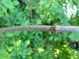 Twig of Elder