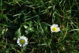 Daisy flowers in January (bellis perennis)