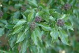 Ivy berries