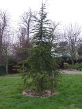 Cedar Tree 2006