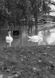 Floods November 2000